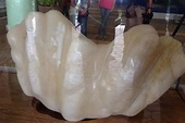 'World's largest' pearl emerges in Palawan | ABS-CBN News
