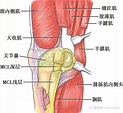 收藏 | 最全膝關節解剖匯總 - 骨科在線