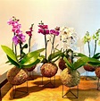 Kokedamas Rio - Decore sua casa com essas lindas plantas!