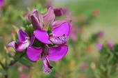 Fiore Orchidea Selvaggia Flora - Foto gratis su Pixabay