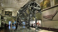 Museo de Historia Natural de Viena – Ubicación, horario, precio y como ...