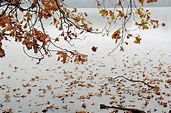 Fallende Blätter Foto & Bild | jahreszeiten, herbst, explore Bilder auf ...