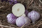 How to Grow and Care for Elephant Garlic