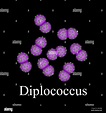Estructura diplococci. Bacterias diplococos. Infografías. Ilustración ...