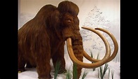 After the Dinosaurs: Ice Age Mammals - Reading Public Museum