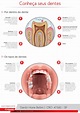 Anatomia do dente – Dr. Danilo Horie Bellini