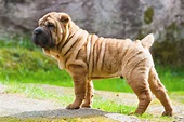 Chinese Shar-Pei Dog Breed Information and Characteristics | Daily Paws