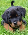 rottweiler rottweilersofinstagram rottweilerpuppy cutie puppy | Cute ...