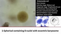 3- Pratical Parasitology - Entamoeba Coli - Cyst Stage - YouTube