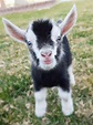 Mini Goat | Cute goats, Goats funny, Baby animals
