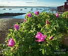 Sea Roses, Orrs Island, Harpswell, Maine #130261 Photograph by John Bald
