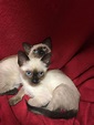 Beautiful Siamese Kittens for sale! | in Colchester, Essex | Gumtree