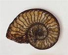 Ammonite – BOIXOS PEL CINE