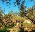 Garden of Gethsemane (Jerusalem) - All You Need to Know BEFORE You Go