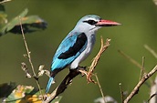 Halcyon senegalensis (Woodland Kingfisher) | Kingfisher, Woodland, Bird ...