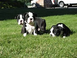 Holstein Puppies | Cute puppies, Puppies, Terrier