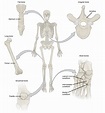 Types of Bone | Biology for Majors II