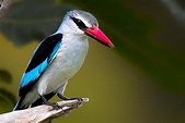 Woodland Kingfisher Halcyon senegalensis. | IMG16333 | Arno Meintjes ...