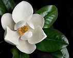 Magnolia : HERMOSA FLOR DE MAGNOLIA