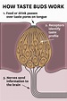 taste buds diagram