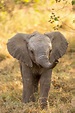 Baby Ellie | Elephants photos, Animals, Animals wild
