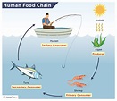 Food Chain of a Human - Examples and Diagram
