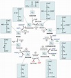 Le Cycle De Krebs Biochimie Cycle De Krebs Paces Medecine - Vrogue