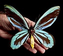 The world's BIGGEST butterfly Ornithoptera alexandrae, Queen Alexandra ...