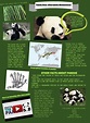 Printable Fun Facts For Kids About Pandas - Tedy Printable Activities