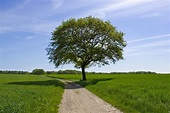 12 buone ragioni per piantare un albero - LifeGate