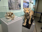 國家公園珍稀動物「今生前世」亮相中國地質大學（北京）博物館 - 新浪香港