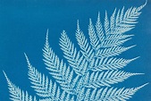 The Artful Science of Anna Atkins - JSTOR Daily