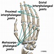 Interphalangeal Joints