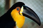 Bird Beaks: Different Types For Different Uses - Daily Birder