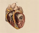 Heart Anatomy Wallpapers - Wallpaper Cave