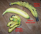 Cocinando Con Todos Los Sentidos: Plátano (Musa x paradisiaca)
