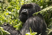 How to See the Gorillas in Rwanda - Anwen Garston