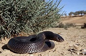 Walterinnesia aegyptia - Serpiente negra del desierto: descripción, hábitat