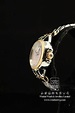 永發錶飾有限公司 專營全新及二手名貴手錶及鑽飾