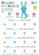 Diagram of a Rabbit Worksheet for kids