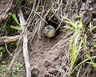 Pardalotes tunneling « lirralirra