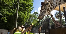 Naples Zoo at Caribbean Gardens makes TripAdvisor's Hall of Fame