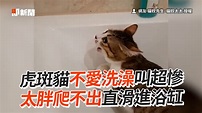 虎斑貓不愛洗澡叫超慘 太胖爬不出直滑進浴缸 | 直接溜回原點。(#莉莉籽) 影片授權：貓奴先生、貓奴太太 #貓 | By 播吧