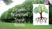 Leaves, Branches, Trunks and Roots - YouTube