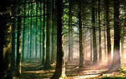 Forest Sunlight Wallpapers - Wallpaper Cave