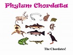 Phylum Chordata