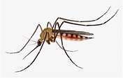 Dengue Mosquito Png