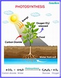 [Class 7] Photosynthesis - Process, Steps, and Important questions