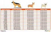 Descubre la edad humana exacta de tu perro | Mascotas