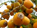 Palmera pindó: características, hábitat, enfermedades